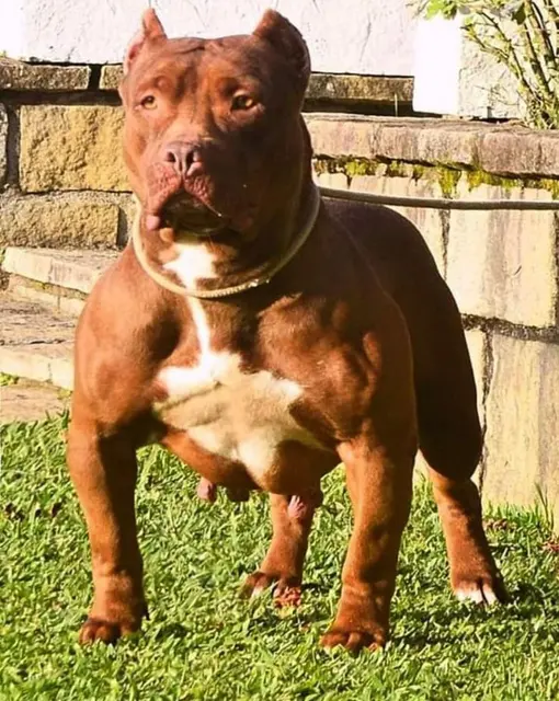 Pit Monster