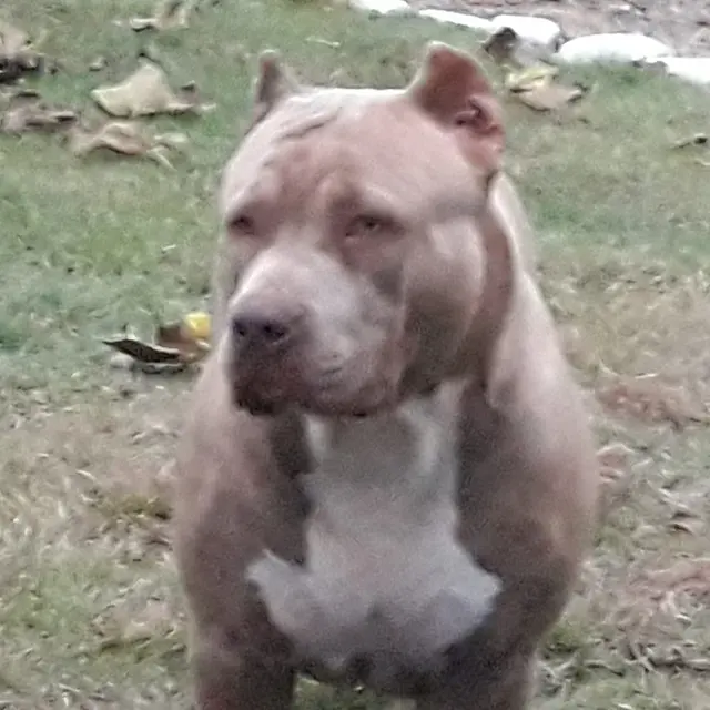 Pit Monster