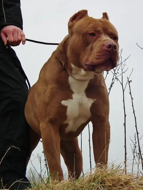 Pit Monster