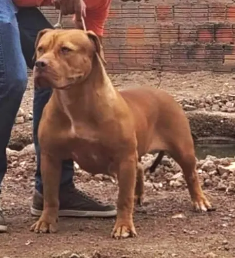Pit Monster