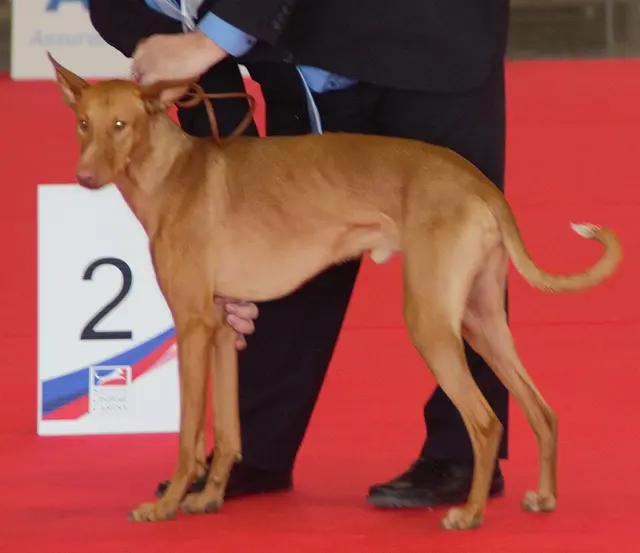 Podenco canario