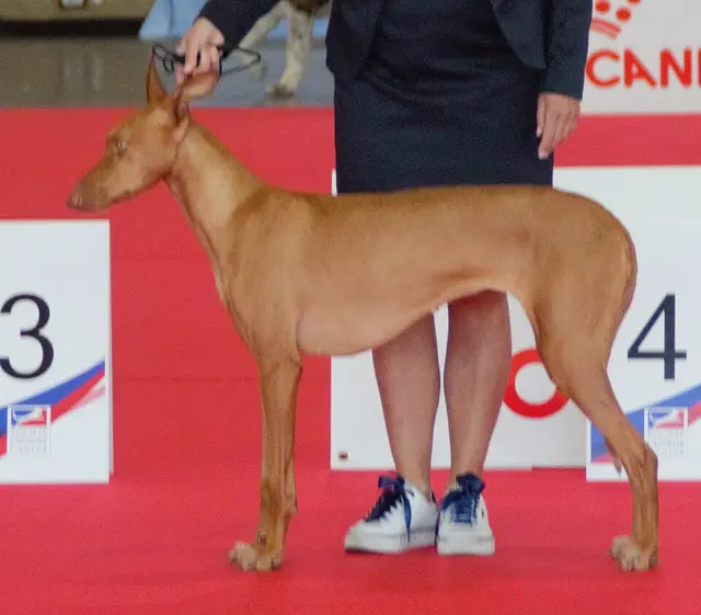 Podenco canario