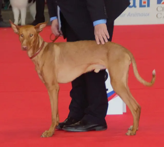 Podenco canario