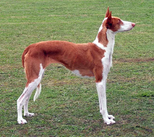 Podenco d'Ibiza