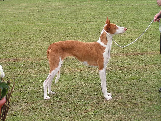 Podenco d'Ibiza