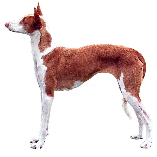 Podenco d'Ibiza