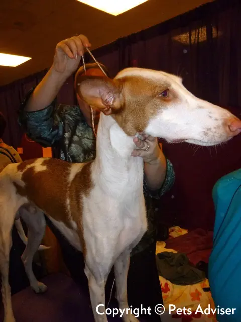 Podenco d'Ibiza