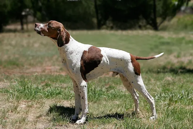 Pointer anglais