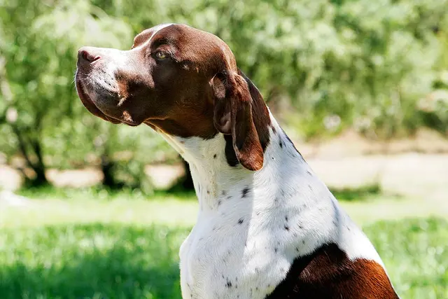 Pointer anglais