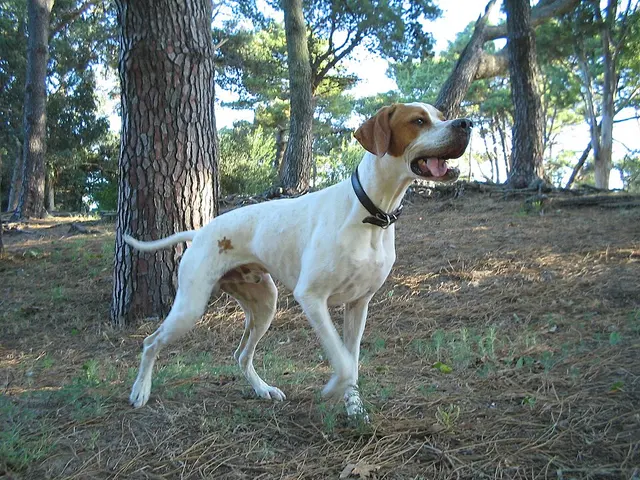 Pointer anglais