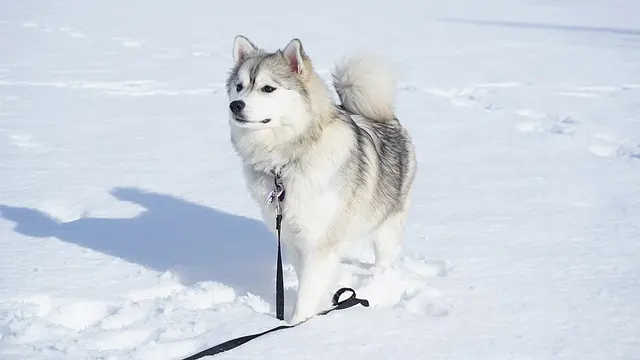 Pomsky