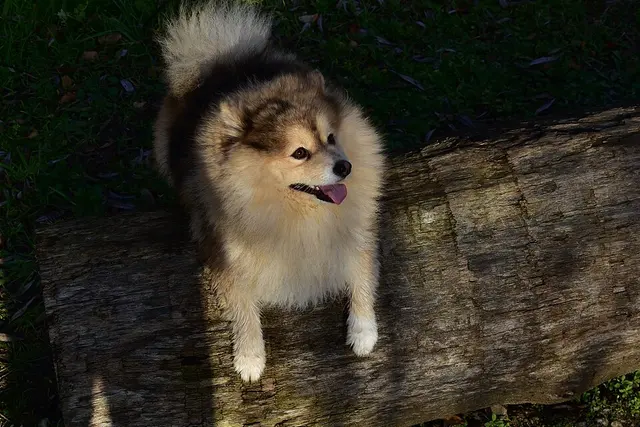 Pomsky
