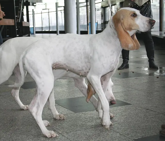 Porcelaine