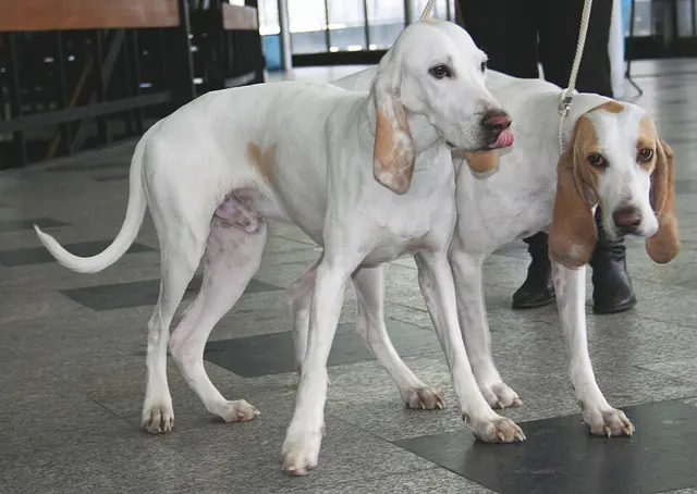 Porcelaine