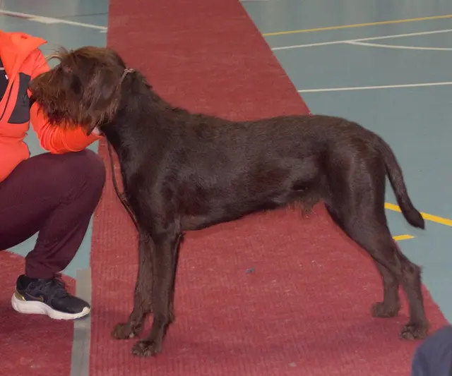 Pudelpointer