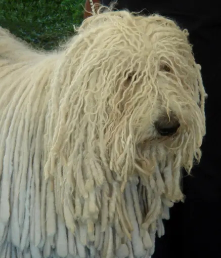 Puli