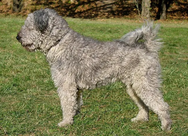 Pumi