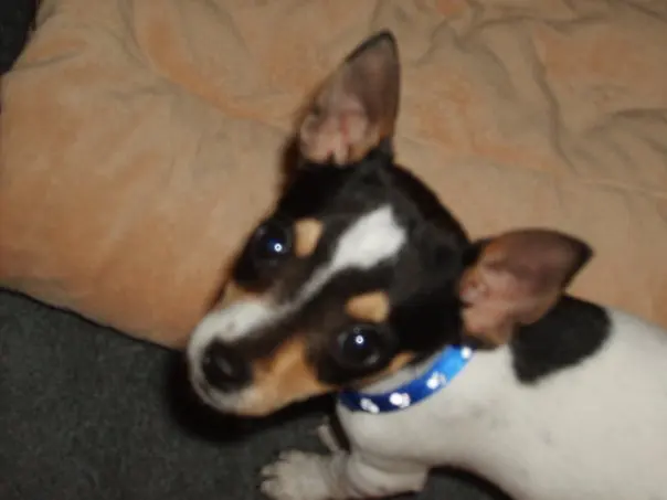 Rat Terrier
