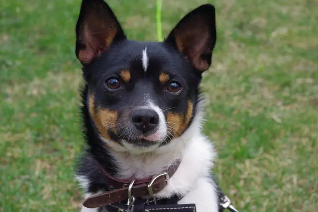 Rat Terrier