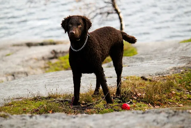Retriever à poil bouclé
