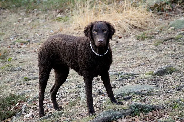 Retriever à poil bouclé