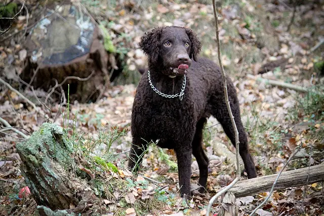 Retriever à poil bouclé