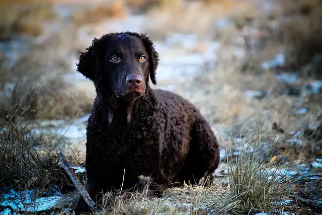 Retriever à poil bouclé