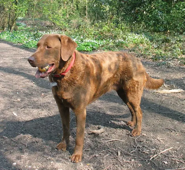 Retriever de la baie de Chesapeake