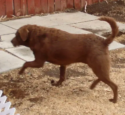 Retriever de la baie de Chesapeake
