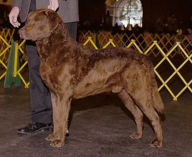 Retriever de la baie de Chesapeake