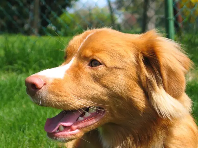 Retriever de la Nouvelle-Écosse