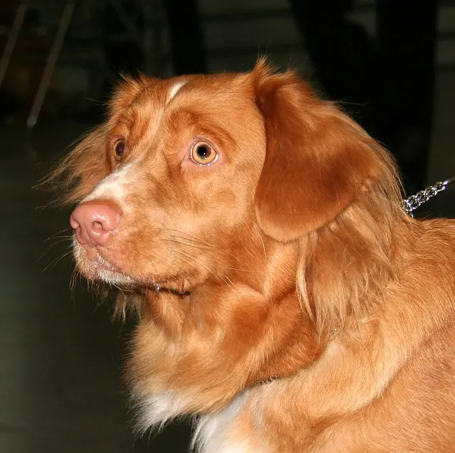Retriever de la Nouvelle-Écosse
