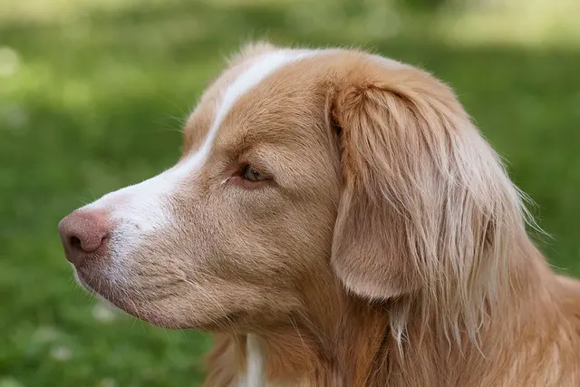 Retriever de la Nouvelle-Écosse