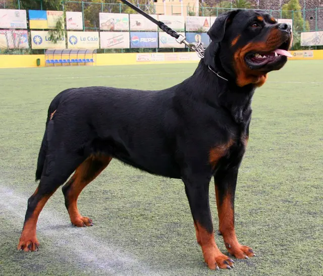 Rottweiler