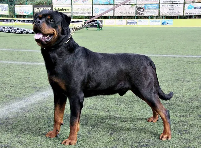Rottweiler