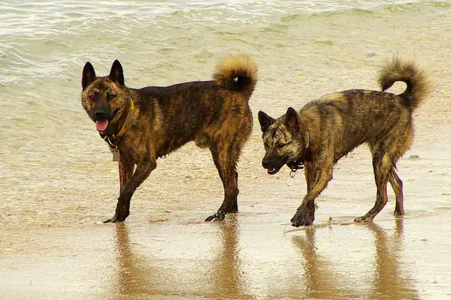 Ryūkyū (chien)