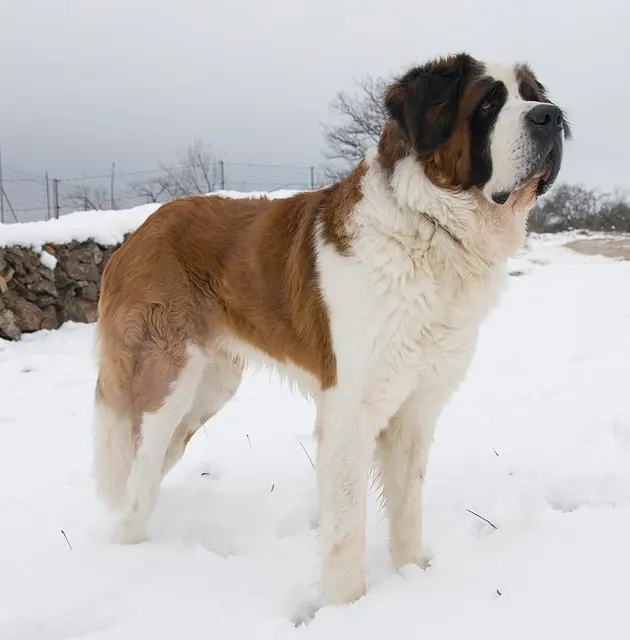 Saint-bernard
