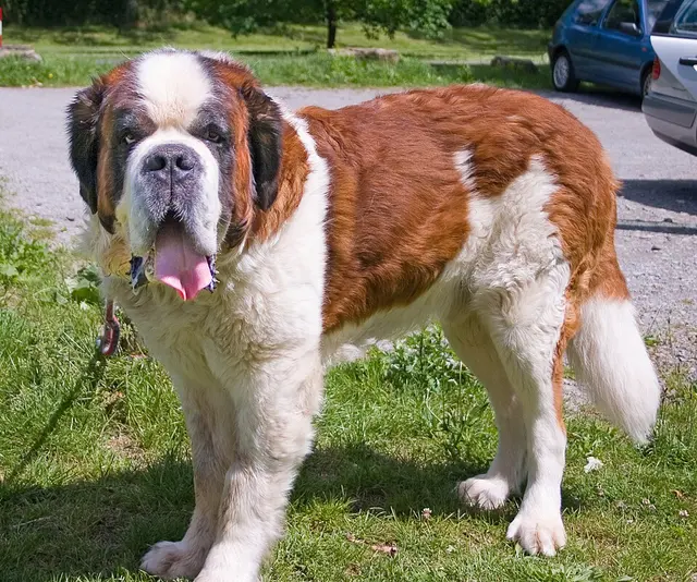 Saint-bernard