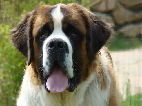 Saint-bernard