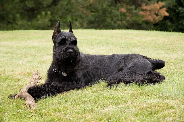 Schnauzer géant