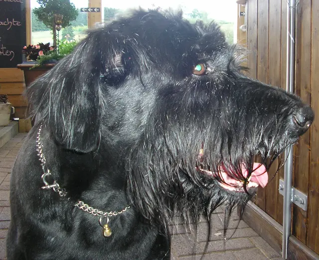 Schnauzer géant