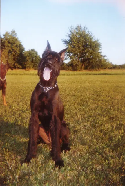 Schnauzer géant