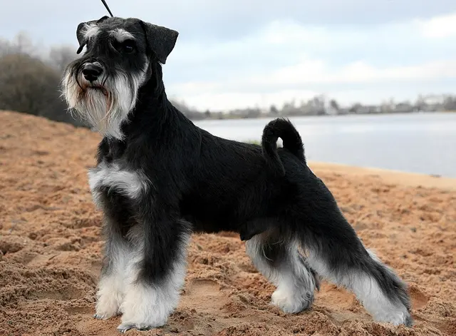 Schnauzer miniature