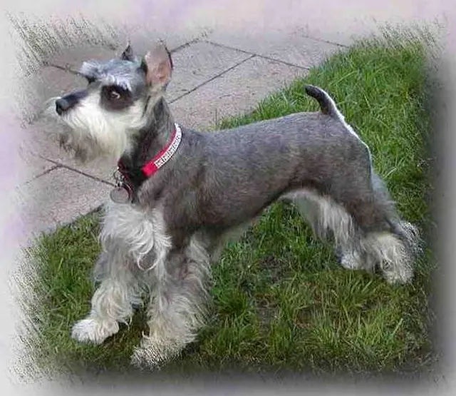 Schnauzer miniature