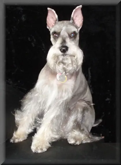 Schnauzer miniature