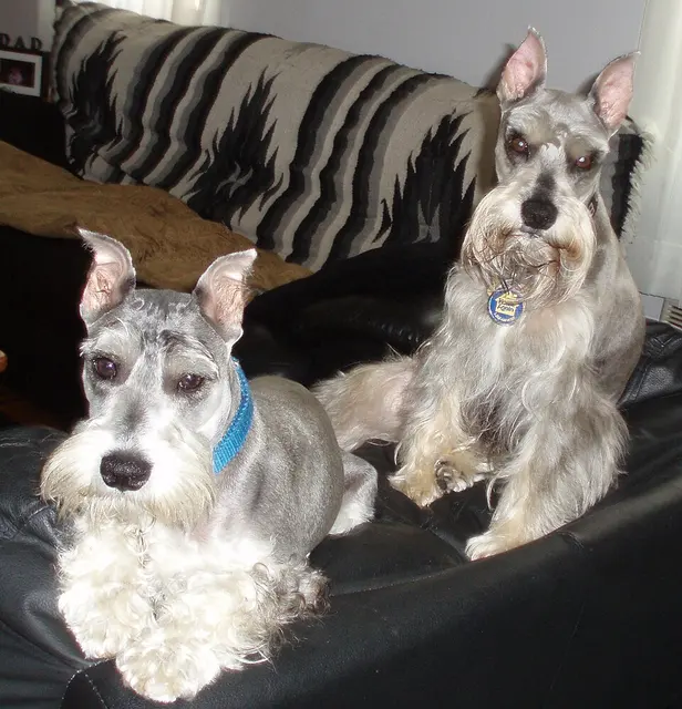 Schnauzer miniature