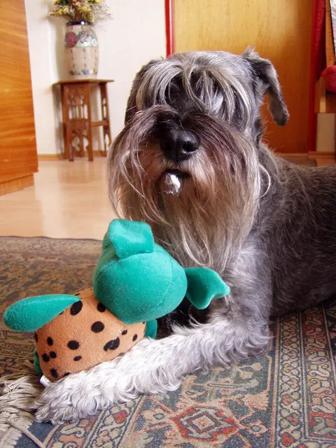 Schnauzer moyen