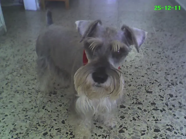 Schnauzer moyen