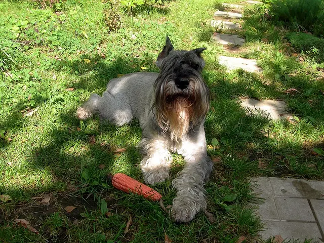 Schnauzer moyen
