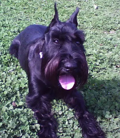 Schnauzer moyen